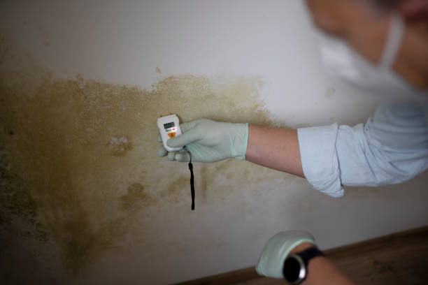 Best Residential Mold Removal  in Koontz Lake, IN